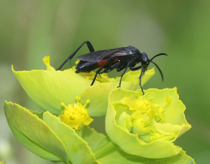 Symphyta sp. to identify: Macrophya annulata